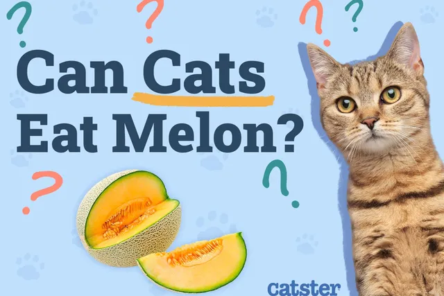 Can Cats Eat Melon? Vet-Approved Nutritional Facts