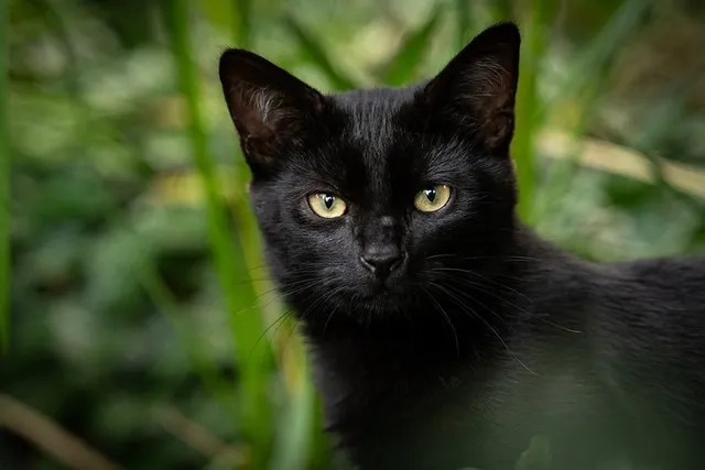 Why Do Cats Meow Back at You? 5 Vet-Reviewed Reasons for This Behavior