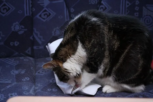 Why Do Cats Eat and Chew on Paper? 4 Reasons for This Behavior
