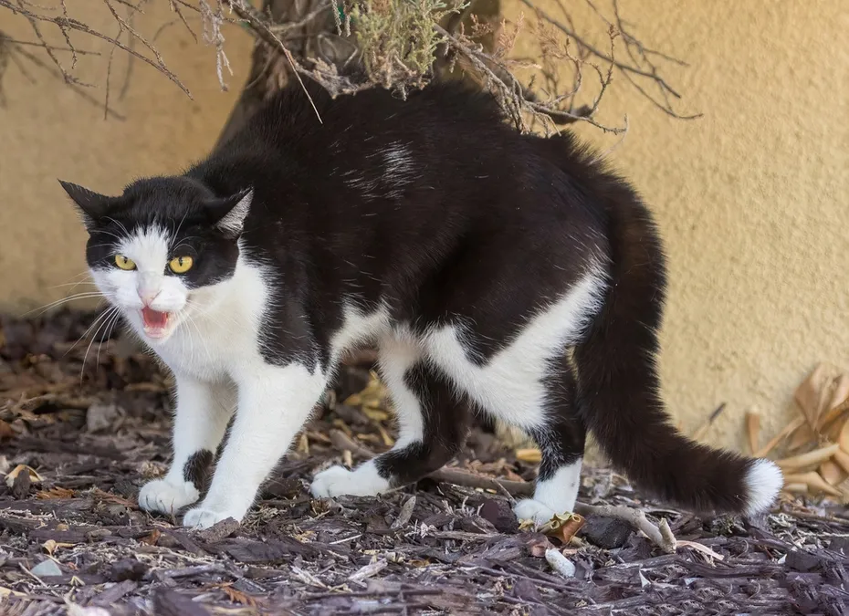 Angry Golden-eyed tuxedo cat hissing and arching back in displeasure