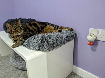 Pheromone Diffuser for Cats: Vet-Reviewed Pros, Cons & FAQ