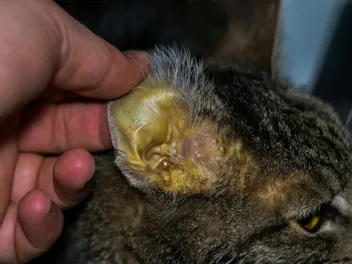 Jaundice in Cats (Vet Answer): Signs, Causes & Care