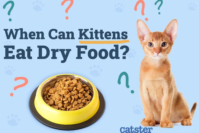 When Can Kittens Eat Dry Food? Vet Approved Facts & FAQ