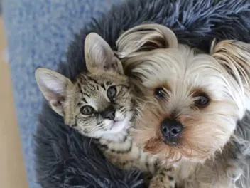 Are Kuppies Real? Can Dogs & Cats Crossbreed? What Science Says