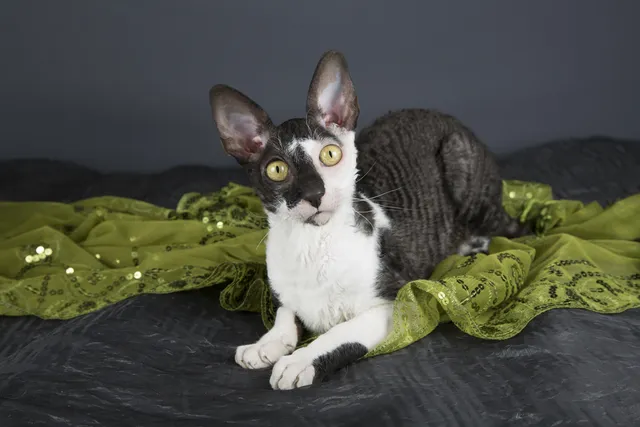 How Big Does a Cornish Rex Get? Vet Reviewed Weight & Growth Chart