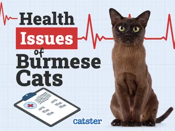 Burmese Cat Health Problems: 14 Vet-Verified Issues