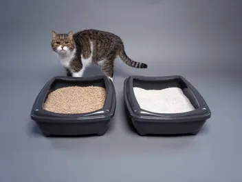 How Many Litter Boxes Per Cat Should I Have In My Home? Vet-Approved Info & Tips