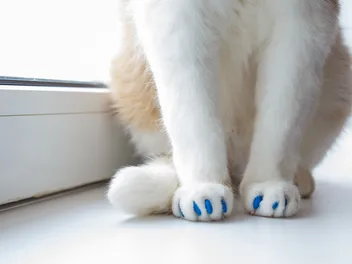 5 Best Nail Caps for Cats (2026) - Reviews & Top Picks