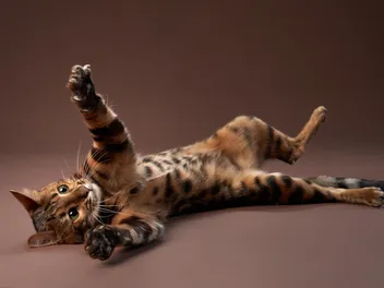 11 Best Toys for Bengal Cats of 2026 - Reviews & Top Picks