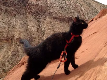 Millie the Daredevil Cat Goes Rock-Climbing with Her Human