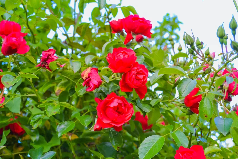 red-roses-in-the-garden