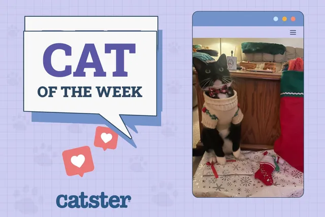 Catster Photo Contest: Cats of the Week Winners (November 20, 2025)