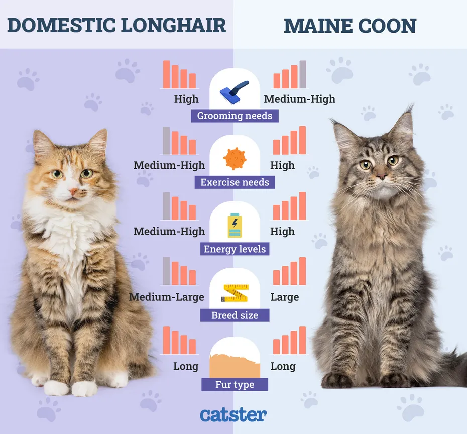 Catster_Side by Side Comparison Domestic LongHair vs Maine Coon