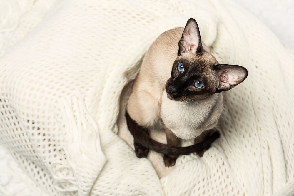 Eastern Seal Point Siamese cat on the couch