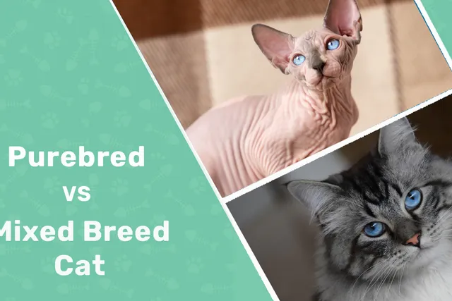 Purebred vs Mixed Breed Cats: Pros, Cons & Which To Choose? (Vet-Verified Comparison Guide)