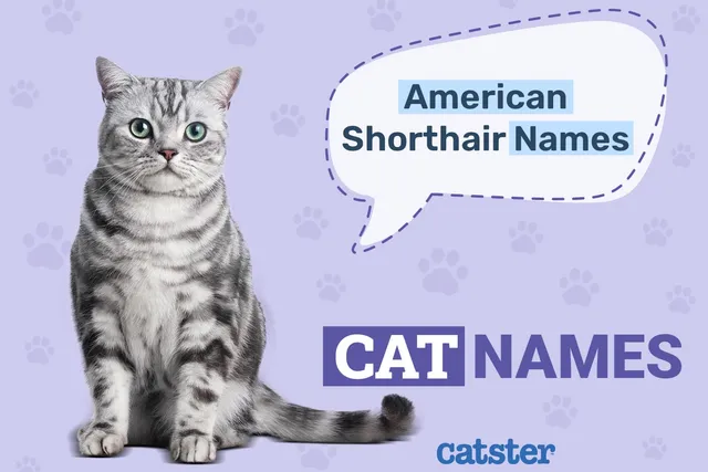 150+ Adorable American Shorthair Cat Names in 2026