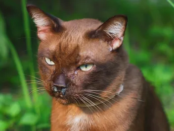 Why Is My Cat's Nose Running? Our Vet Explains 12 Possible Reasons