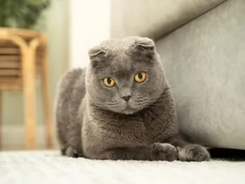 How Much Does a Scottish Fold Cost in 2026? Updated Price Guide