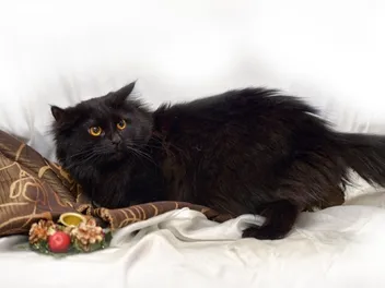 8 Vet-Verified Interesting Black Cat Facts That Will Impress You