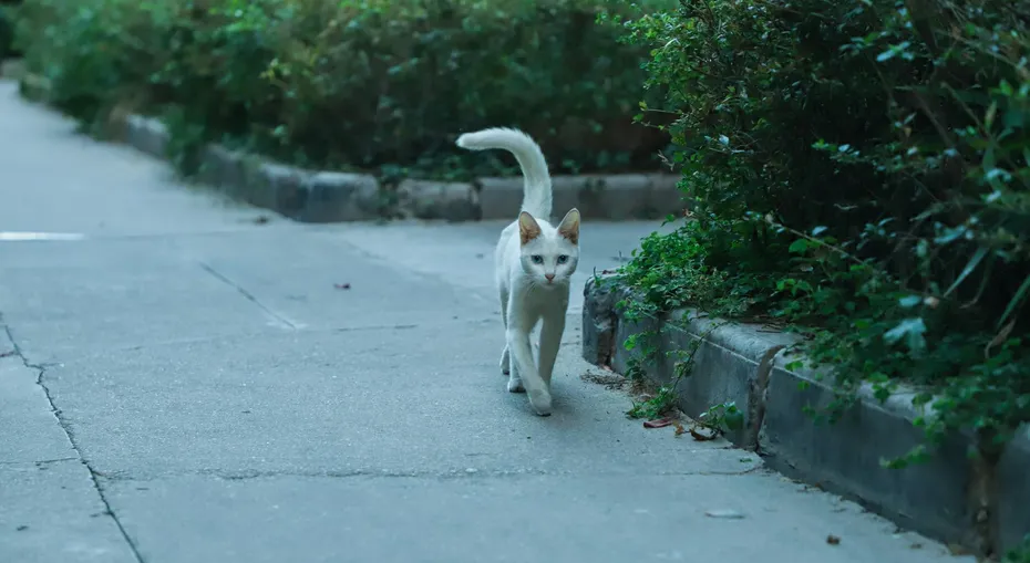 cat tail walking