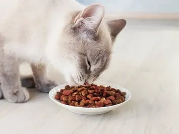 10 Best Cat Foods for Constipation in Canada in 2026: Reviews & Top Picks