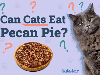 Can Cats Eat Pecan Pie? Vet-Approved Facts & FAQ
