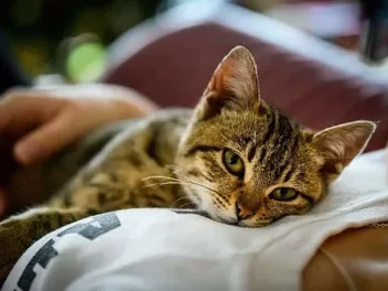Why Is My Cat So Clingy? 5 Vet Reviewed Reasons for This Behavior