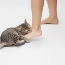The Bite Stuff: The Truth Behind a Cat's Sudden Nip