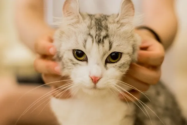 Why Do Cats Like to Be Petted? 4 Vet-Reviewed Reasons for This Behavior