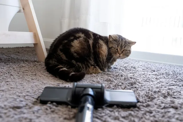 8 Common Household Items That Scare Cats