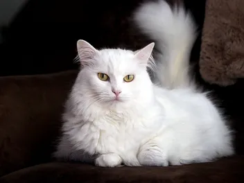 How Long Does a Turkish Angora Live? Average & Max Lifespan