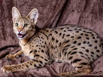 Are Savannah Cats Legal in Illinois? Facts & Care Tips