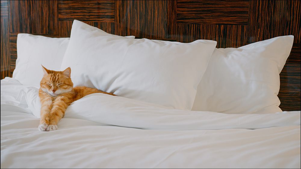 orange cat sleeping in hotel bed