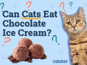 Can Cats Eat Chocolate Ice Cream? Vet-Reviewed Risks & Safe Alternatives