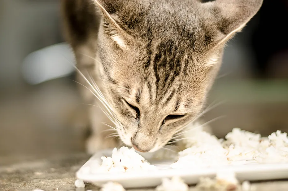 close up cat eating rice