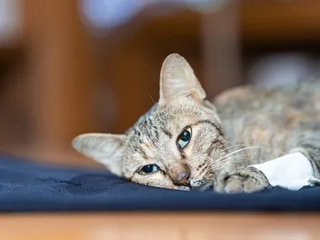 Anemia in Cats: Signs, Causes & Prevention (Vet Answer)