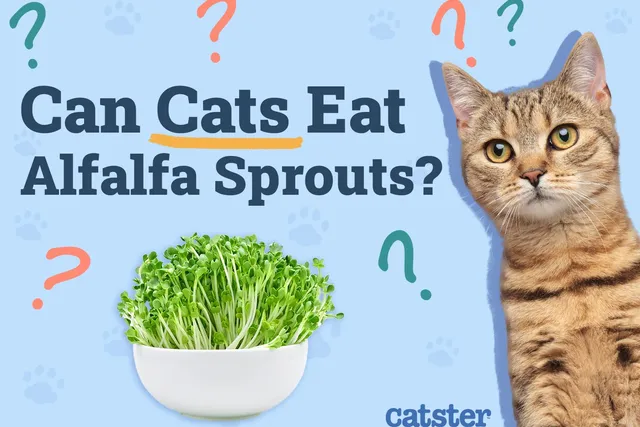 Can Cats Eat Alfalfa Sprouts? Vet-Approved Benefits & Advice