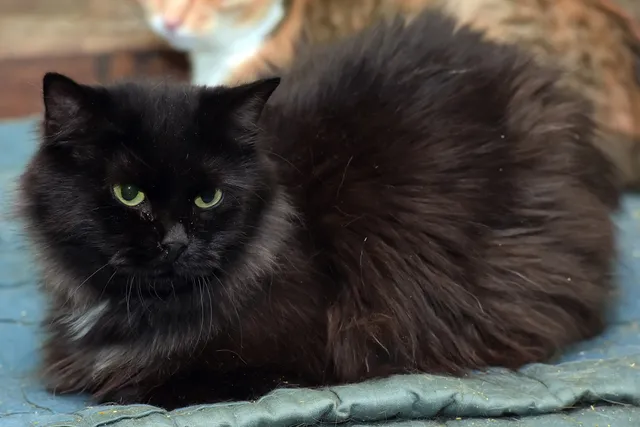 National Black Cat Appreciation Day: When Is It and How Is It Celebrated?