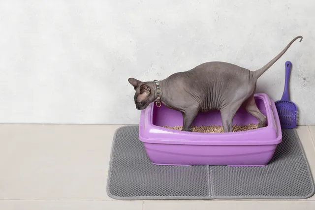How to Introduce a Cat to a New Litter Box (7 Vet-Approved Tips)