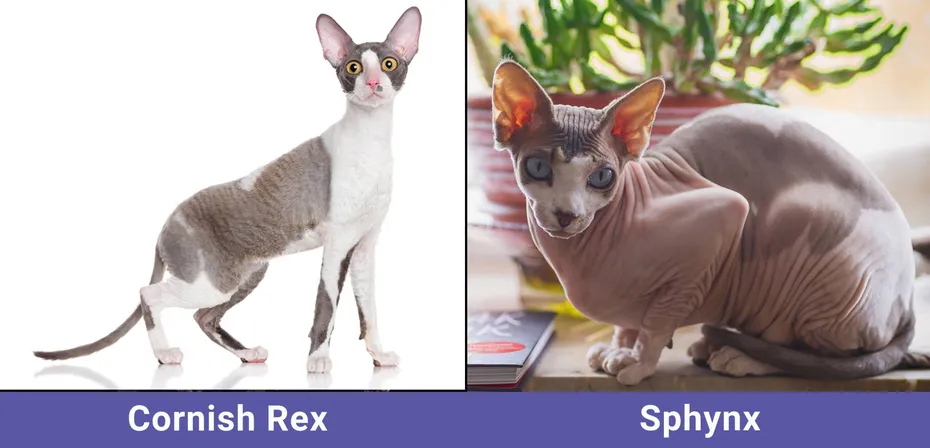 side by side Cornish Rex VS Sphynx