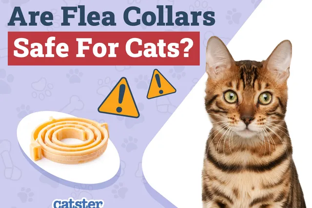 Are Flea Collars Safe for Cats? Vet-Verified Facts & Alternatives