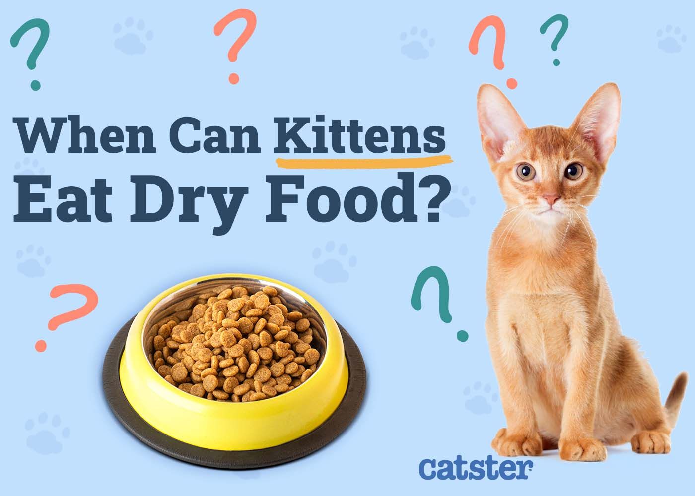 When Can Kittens Eat Dry Food