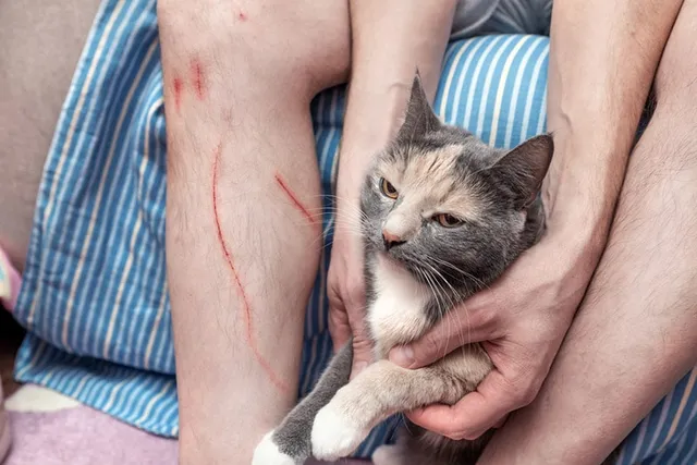 8 Facts About Cat Scratch Fever: Vet Verified