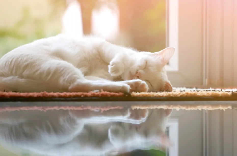 cute white cat is sleeping on mat