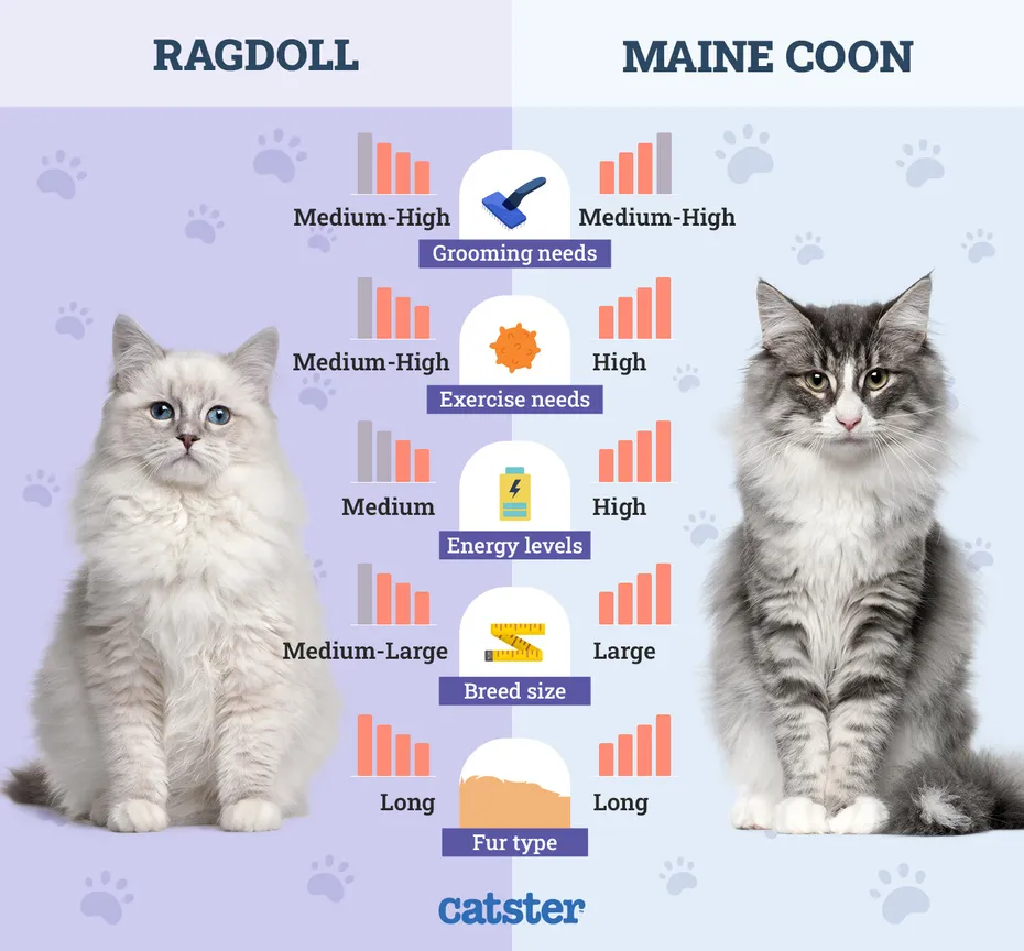 Catster_Side by Side Comparison Ragdoll vs Maine Coon