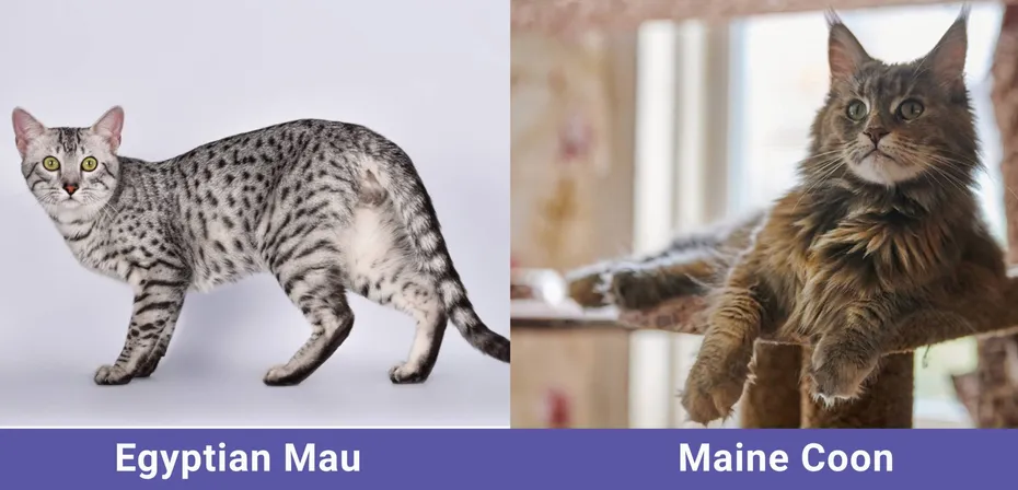 side by side Egyptian Mau VS Maine Coon