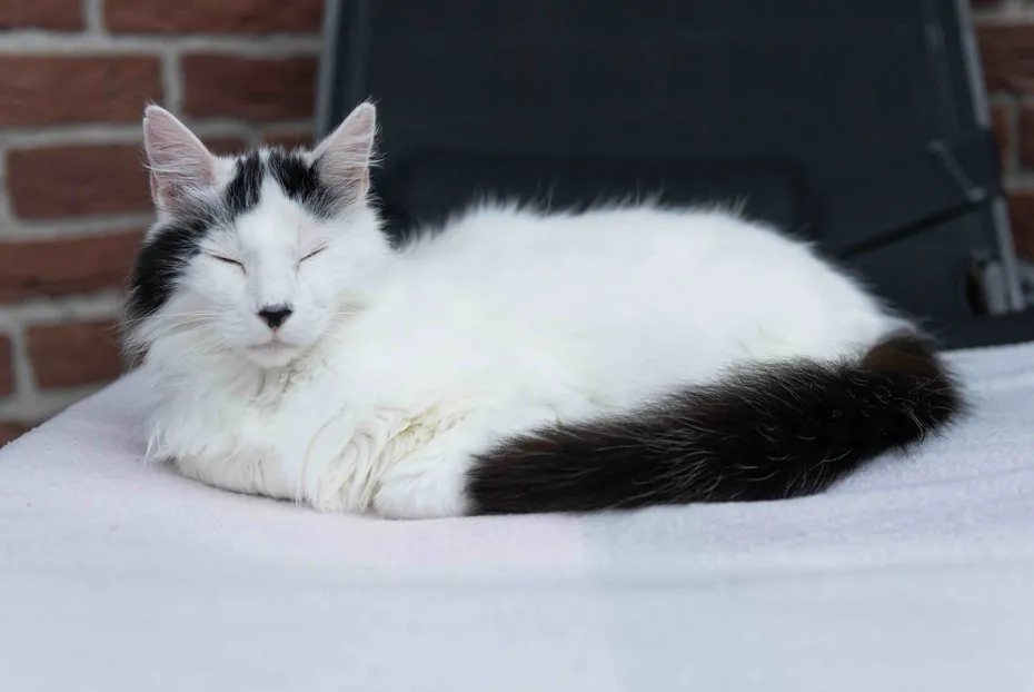 Turkish Angora Cat take a Nap on the Deck Chair