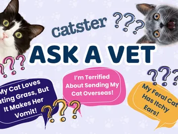 Ask Dr. Paola – My Cat Loves Eating Grass, But It Makes Her Vomit! (June 29, 2026)
