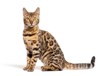 Bengal Cat Breed: Info, Pictures, Temperament & Traits