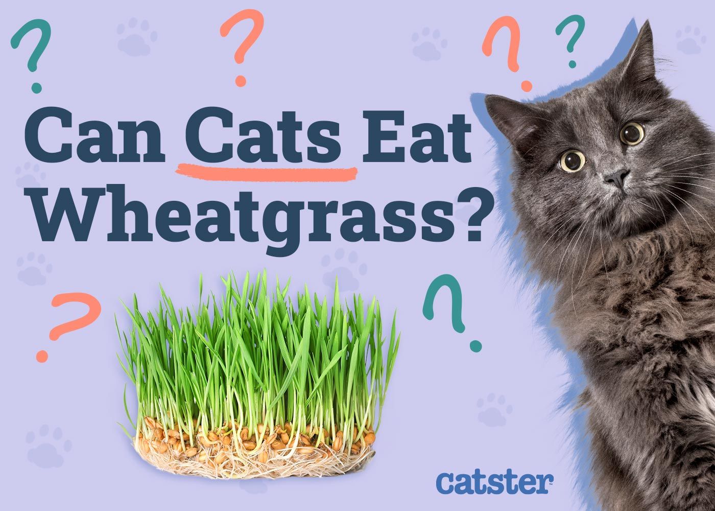 Can Cats Eat Wheatgrass